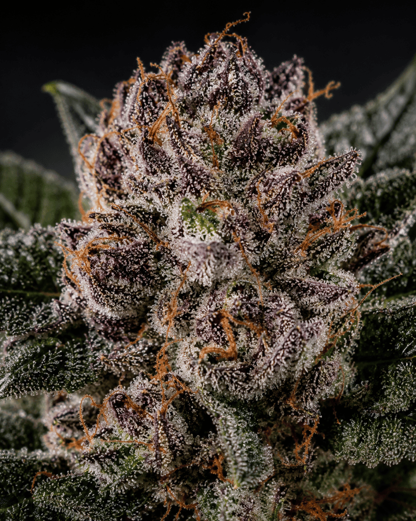Sticky Rice strain cannabis flower with dense trichome coverage and purple hues