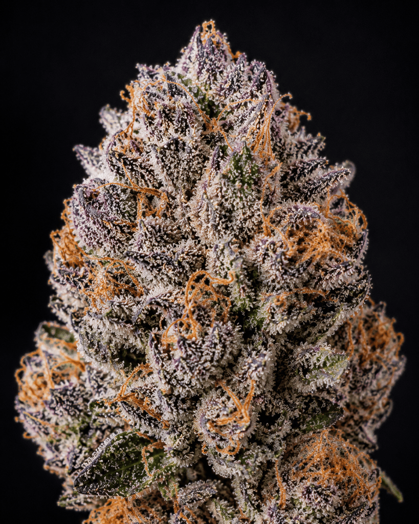 Bubblegum Biscotti strain flower with dense trichome coverage and purple hues TITLE: Bubblegum Biscotti Cannabis Flower Close-Up