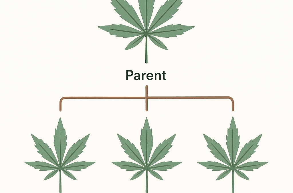Simplified diagram showing cannabis genetic lineage from parent to offspring strains
