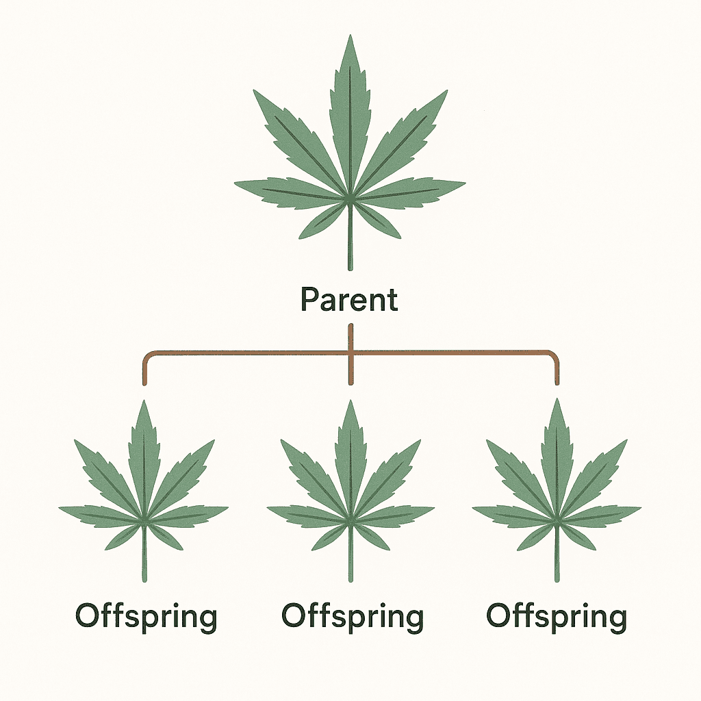 Simplified diagram showing cannabis genetic lineage from parent to offspring strains