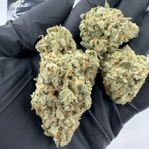 Zikigai Pheno Hunt flower—loud exotic buds with heavy frosting and dense calyx structure, heat-level cultivar showcase