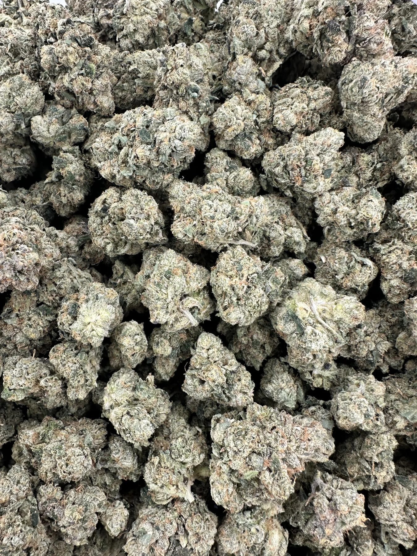 Kami Kush with thick frosted buds and dense trichome coating