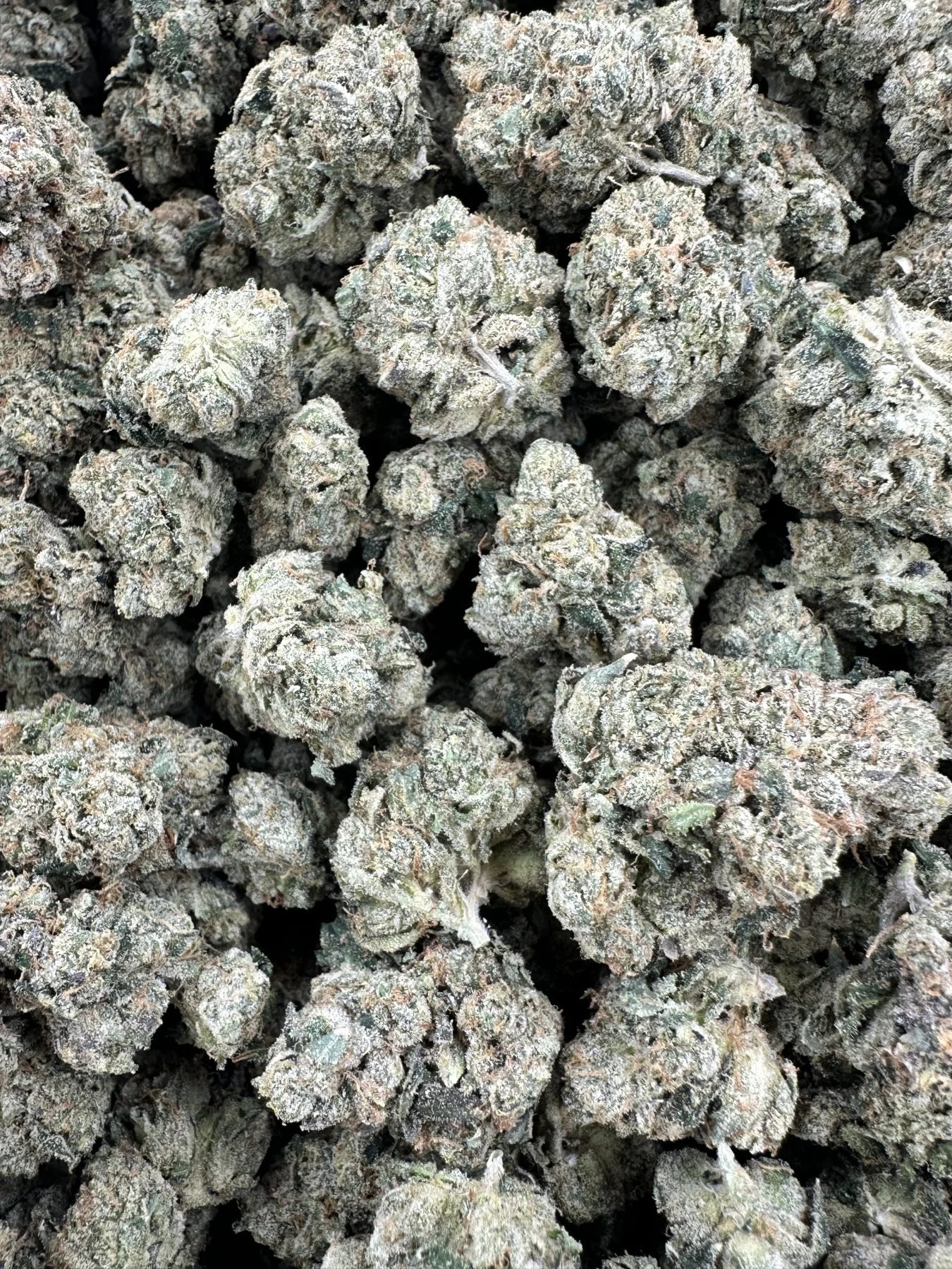 Kami Kush macro shot with heavy frosty trichome coverage and dense bud stacking