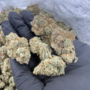Papaya strain loud flower in hand with frosty amber-white trichome coverage, dense calyxes, and vivid orange pistil structure