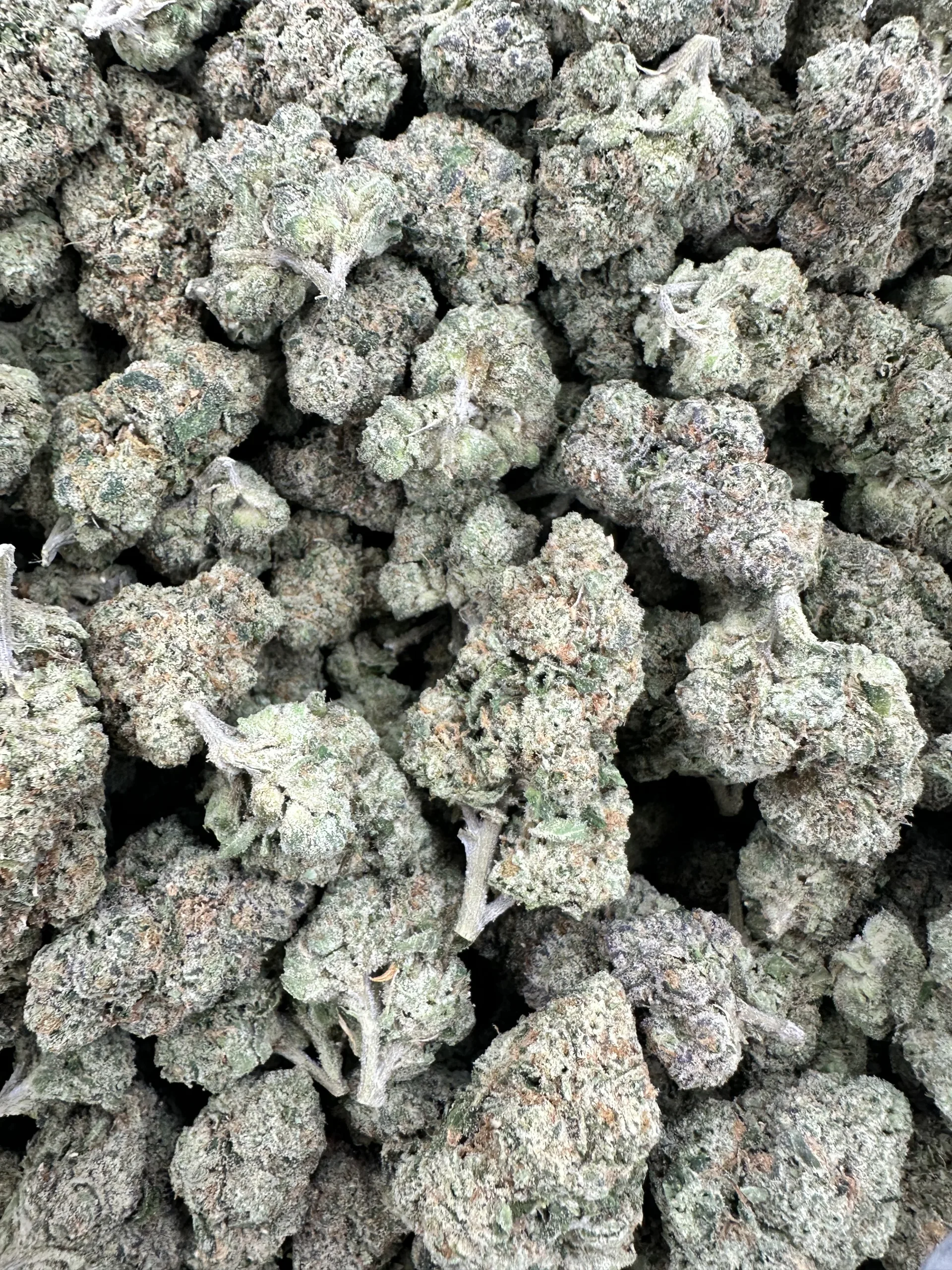 blue cheese macro showing heavy frosty white trichome coating on dense green buds