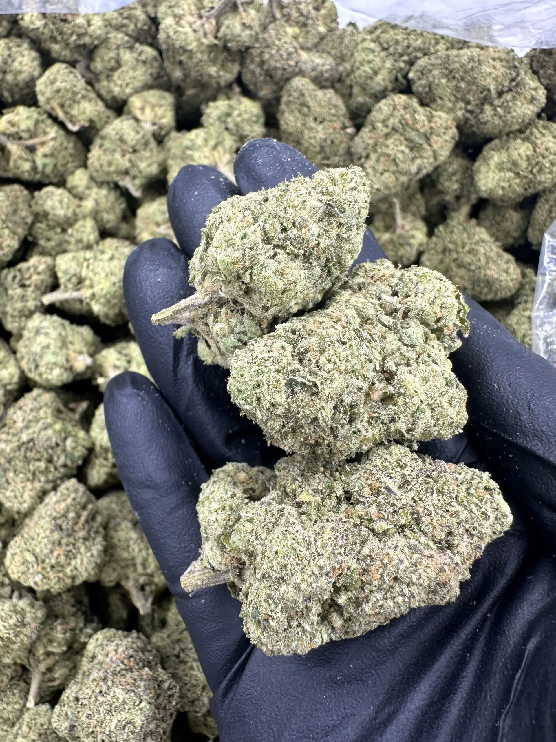 Blue Runtz macro showing dense frosty buds with thick trichome coat and orange pistil fire