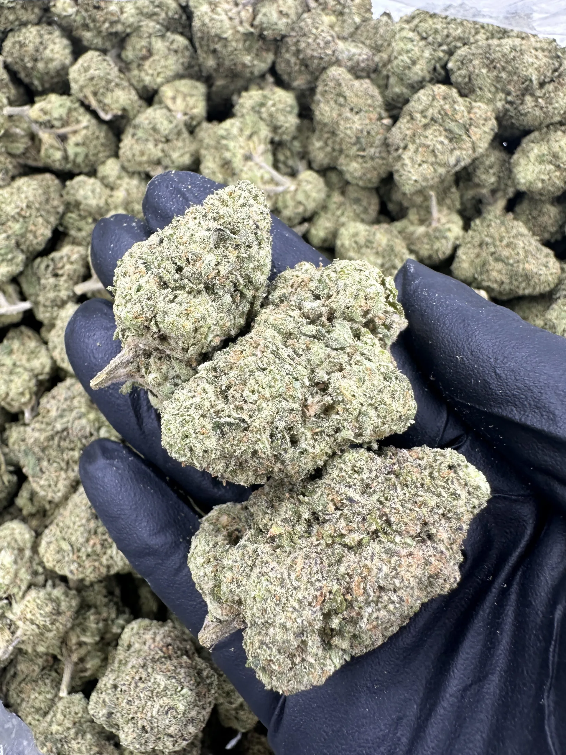 Blue Runtz buds in hand, frosty dense structure above full batch display