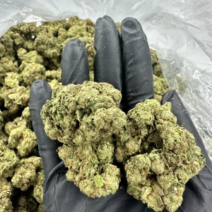 Grape Ape loud flower held in hand showing dense, frosty lime-green buds with heavy trichome coverage and tight structure