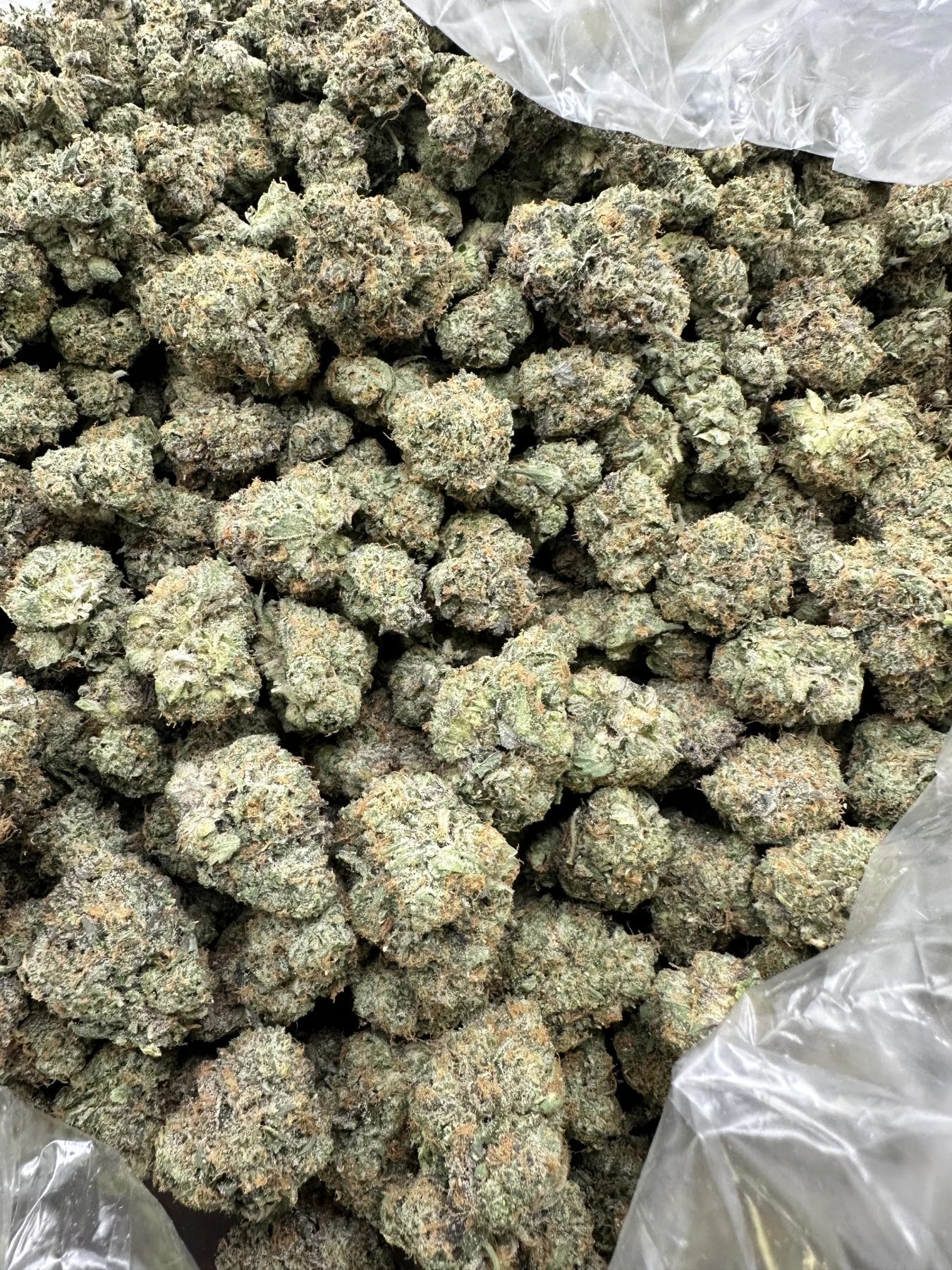 Kaizen loud flower strain bulk display packed with dense pale-green buds covered in thick white frost and amber pistils throughout