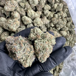 Kaizen strain loud flower macro of two fire dense buds with heavy frosty trichome slap and bright orange pistils against bulk batch heat