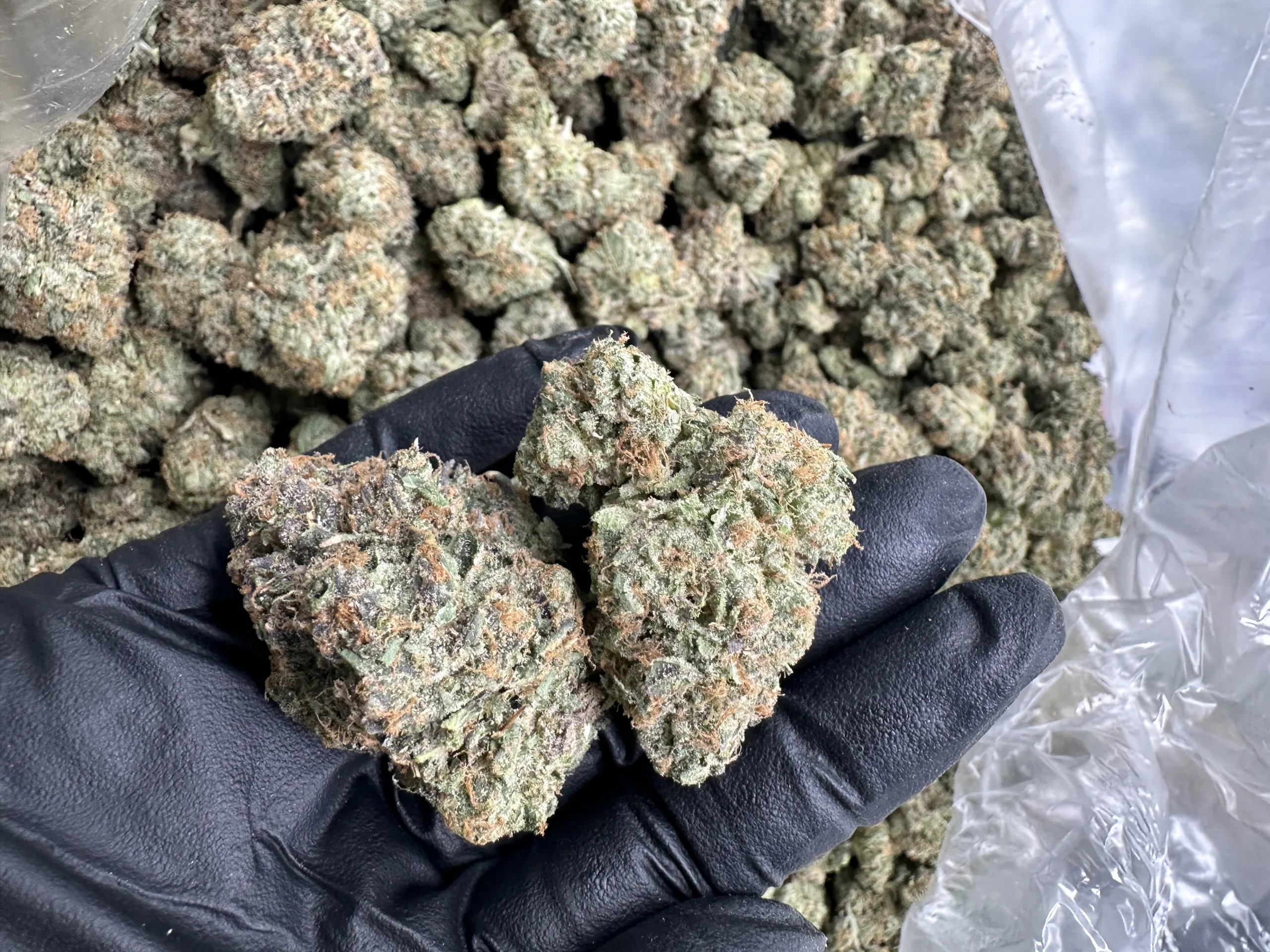 Kaizen strain loud flower macro of two fire dense buds with heavy frosty trichome slap and bright orange pistils against bulk batch heat
