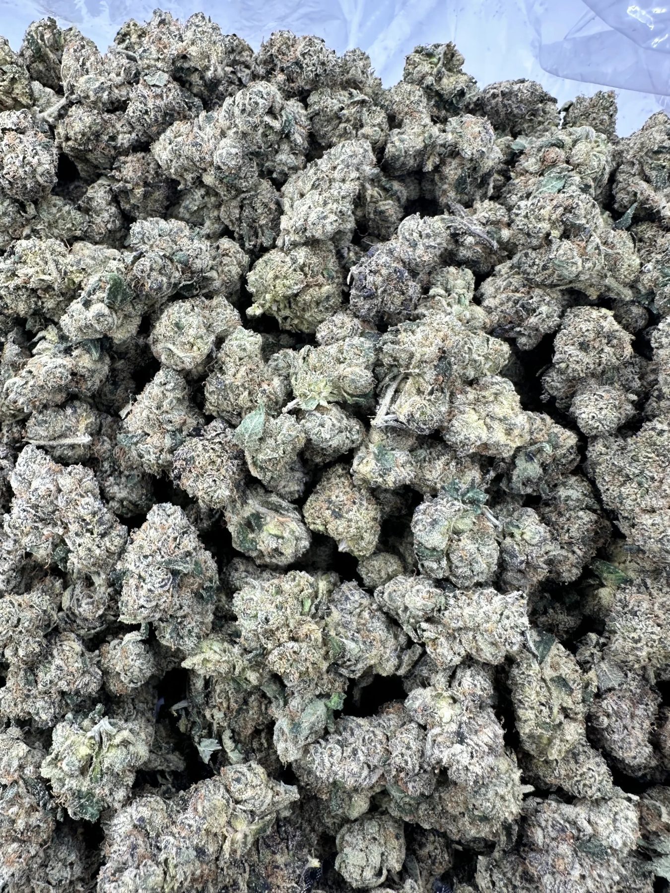Pink Lemonade exotic flower buds covered in thick frosty trichome coat—loud visual terpene expression