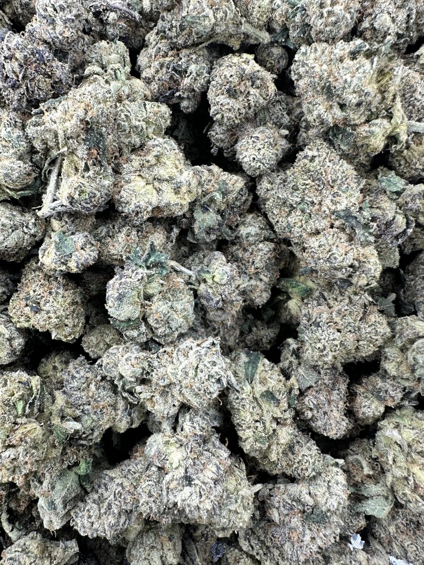 Pink Lemonade close-up showing heavy frosty trichome crystals and dense bud clusters