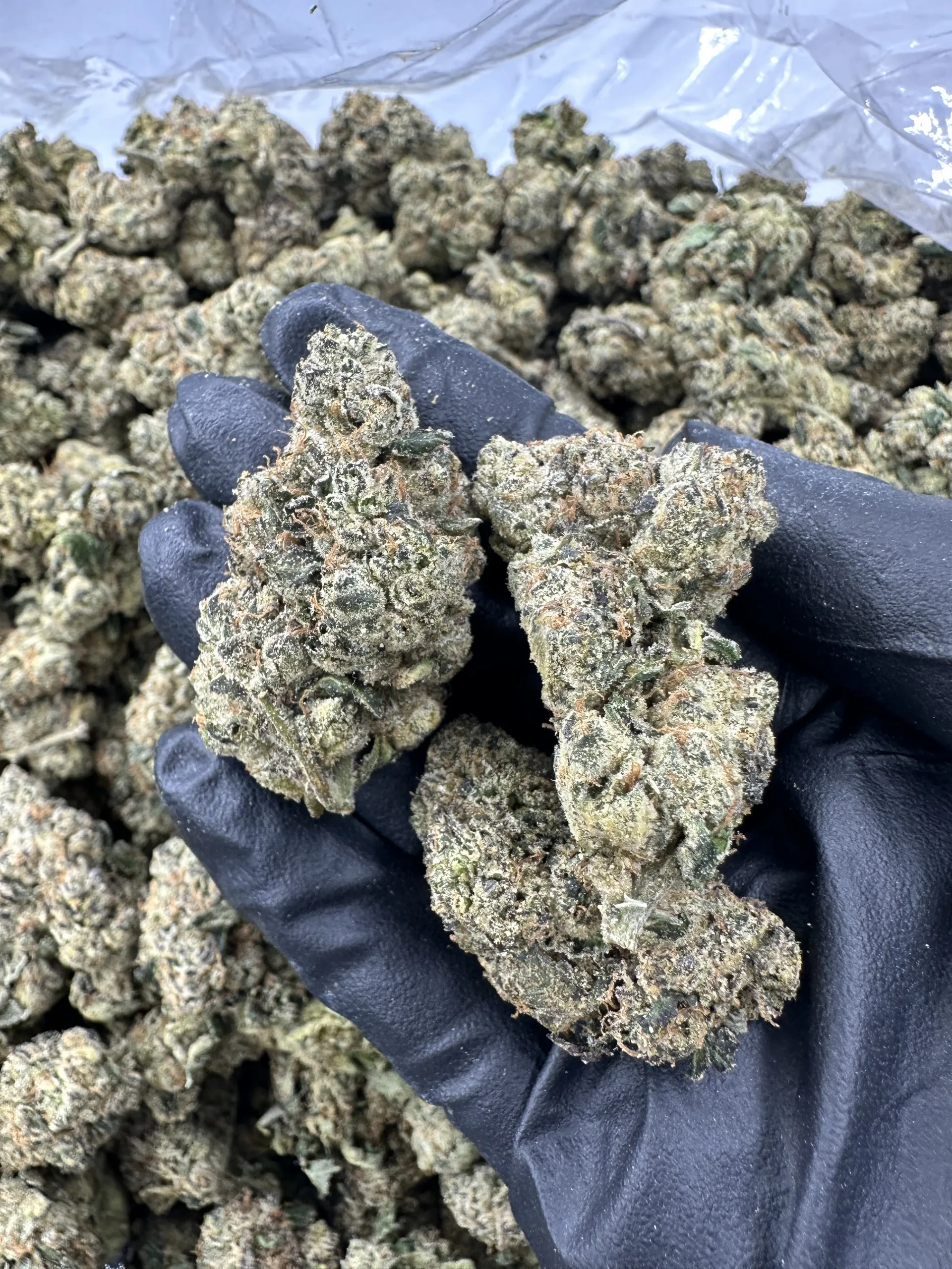 Pink Lemonade buds with heavy frost and dense crystal coverage, showcasing top-tier trichome density